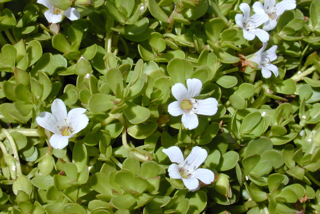 bacopa monnieri nooroots nootropic supplement