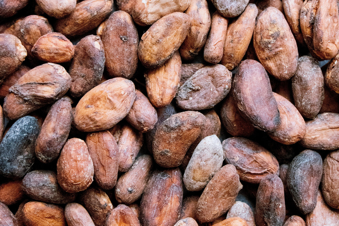 cacao nooroots nootropic supplement