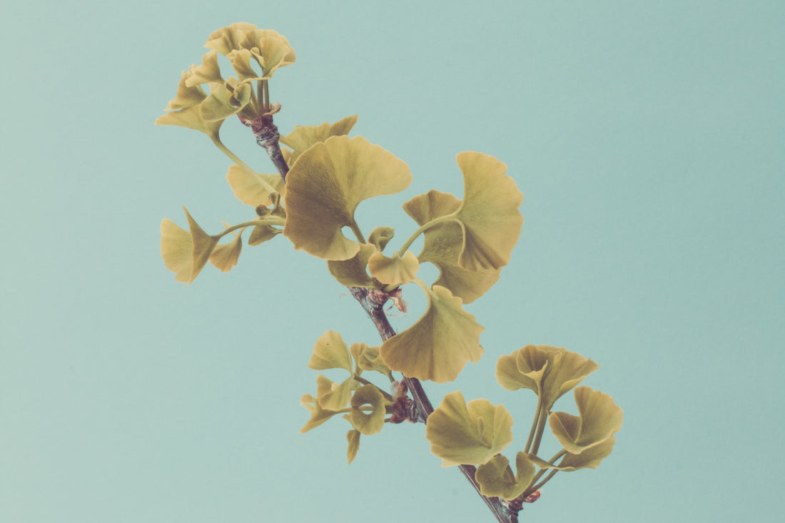 ginkgo biloba nooroots nootropic supplement