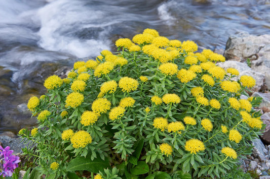 Rhodiola rosea plant with clusters of bright yellow flowers growing near a rocky stream.