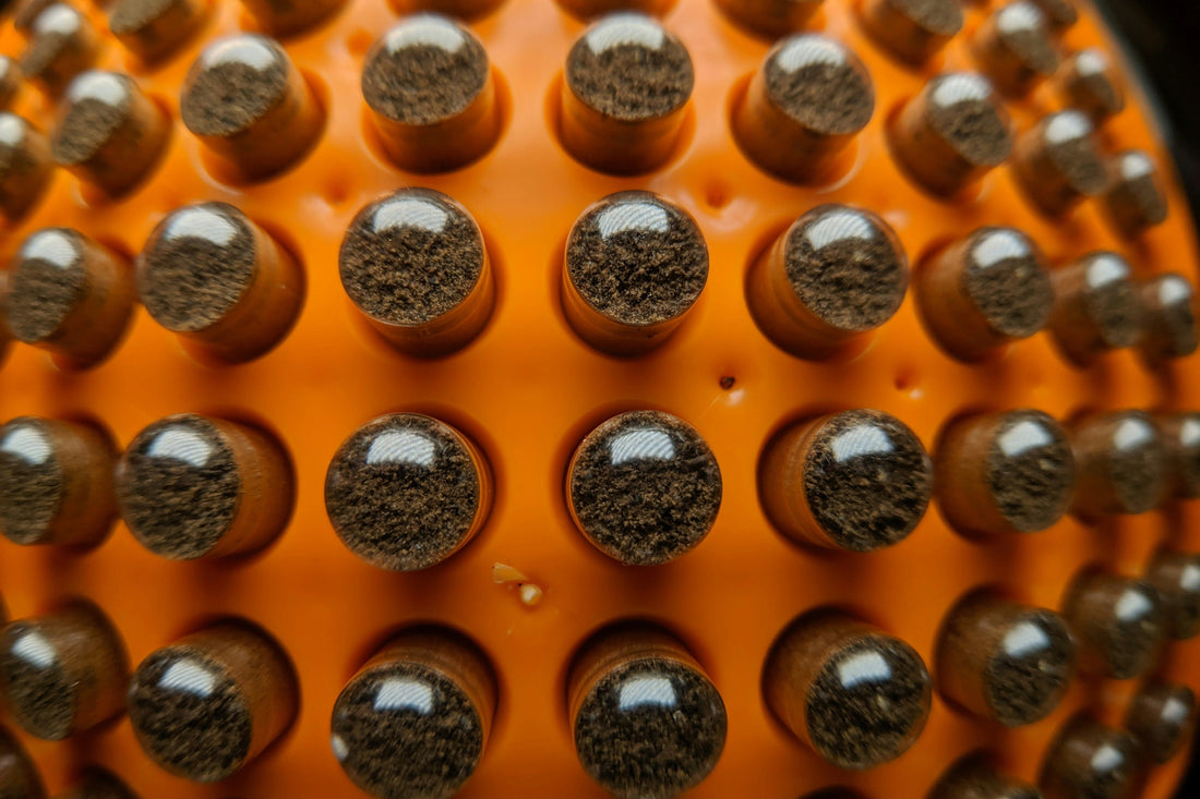 Close-up of brown capsules arranged in rows on an orange tray.