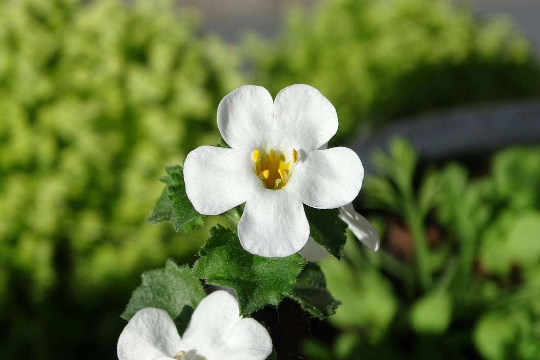 Macro shot of a single white Bacopa monnieri flower with a yellow center and green leaves.