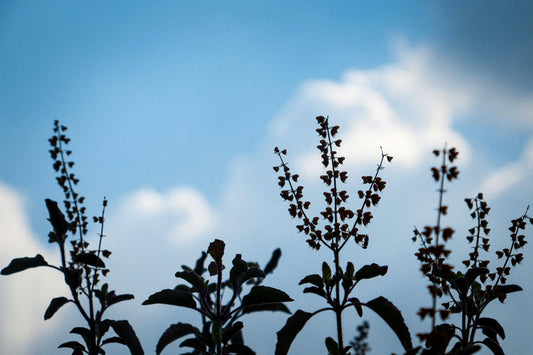 Holy Basil stems and leaves silhouetted against a blue sky with clouds.
