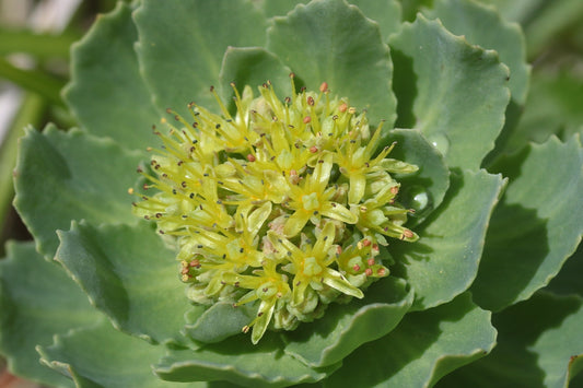 rhodiola rosea nooroots nootropic supplement