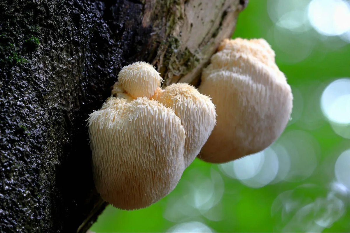 A white lion's mane mushroom with long hanging spines growing on a tree trunk