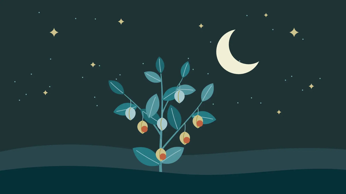 A sprig of ashwagandha with red berries in papery husks standing on dark hills under a crescent moon and stars