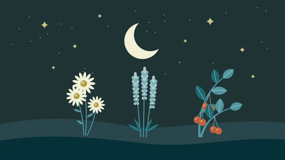 A crescent moon in a starry night sky above chamomile flowers, lavender spikes and a sprig of red cherries