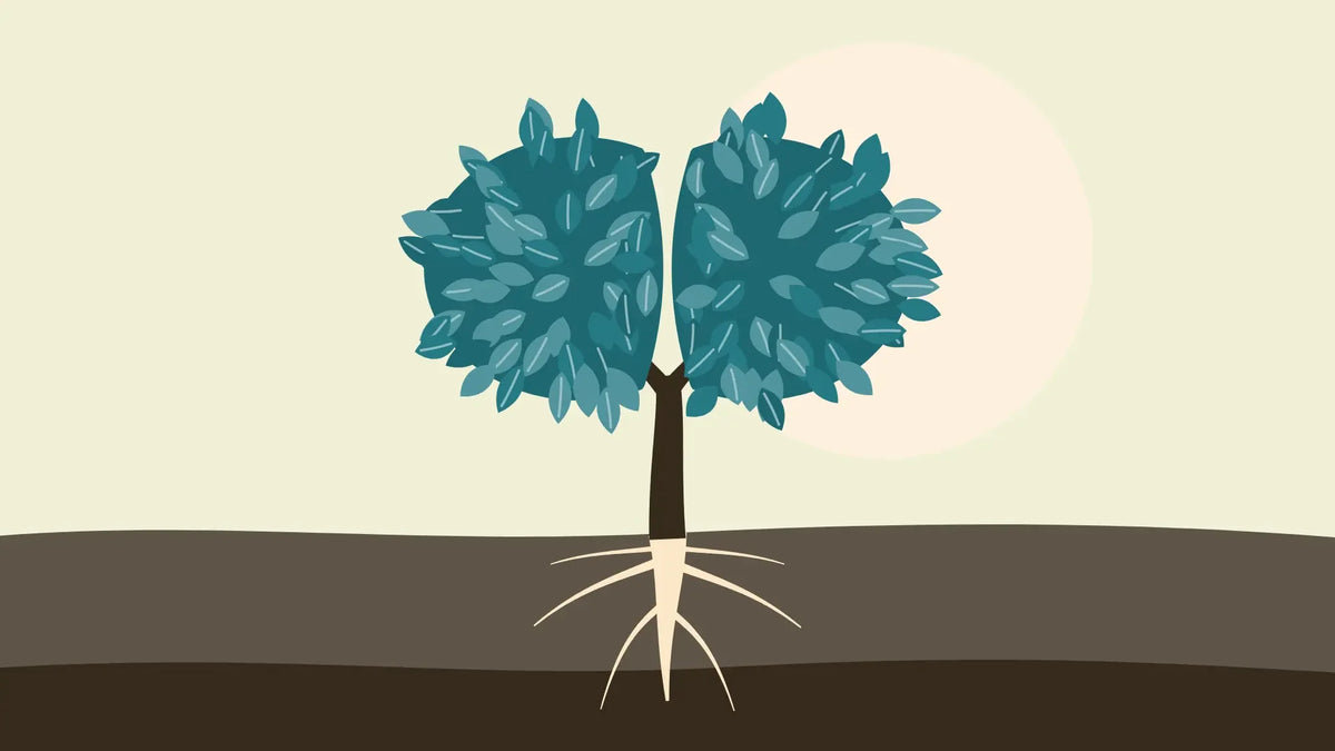 A tree with a two-lobed, brain-shaped canopy of teal leaves, its roots spreading through the soil below