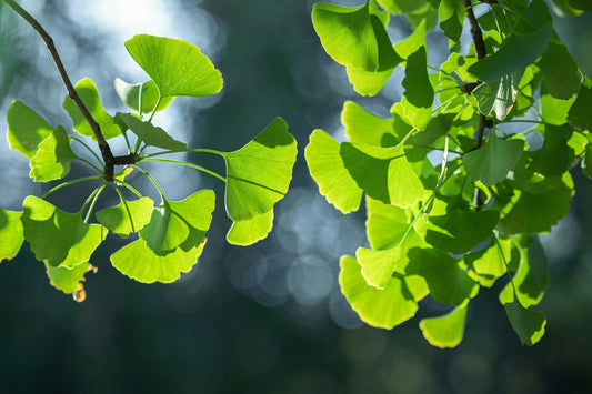 Green ginkgo leaves glowing in sunlight.