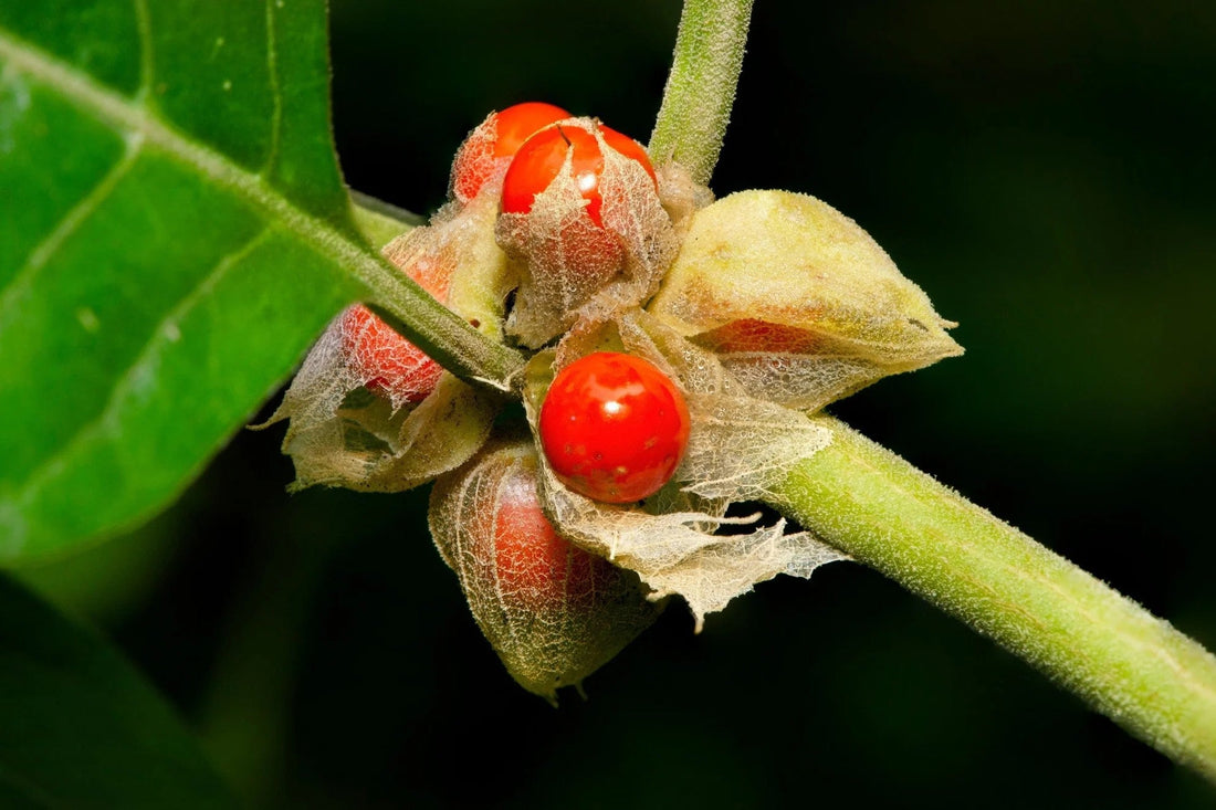 Close-up of ripe red ashwagandha berries on the stem.