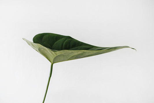 A slender, curving leaf of vibrant green, elegantly isolated against a white backdrop