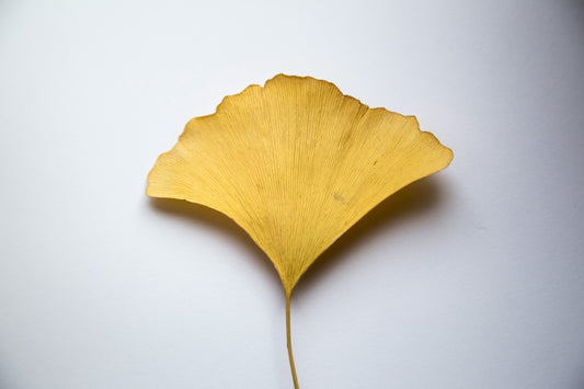 Close-up of a single yellow Ginkgo biloba leaf against a white background