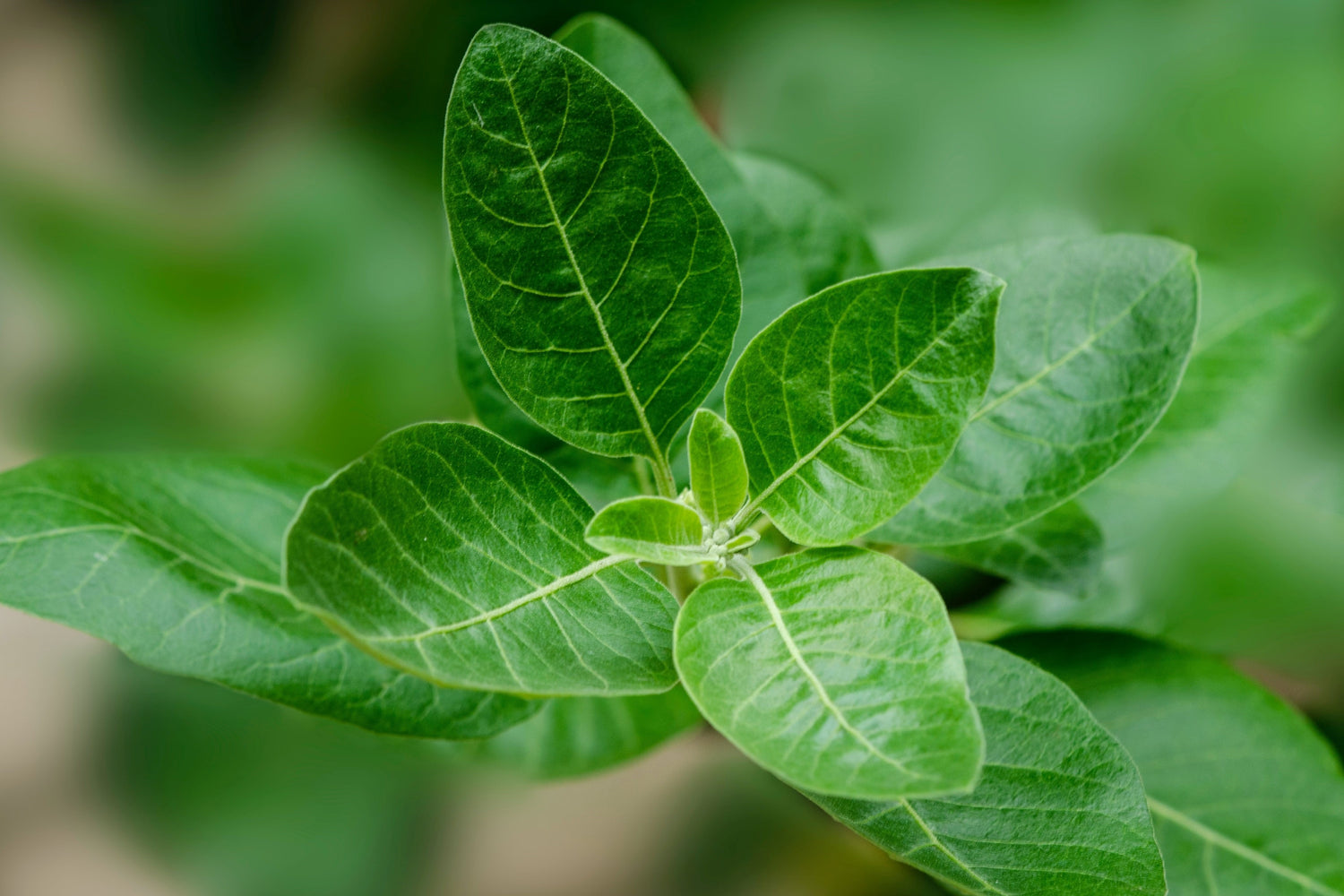 Ashwagandha Nootropic Supplement nooroots