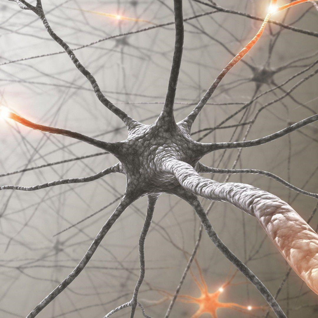 neuron nooroots nootropic supplement