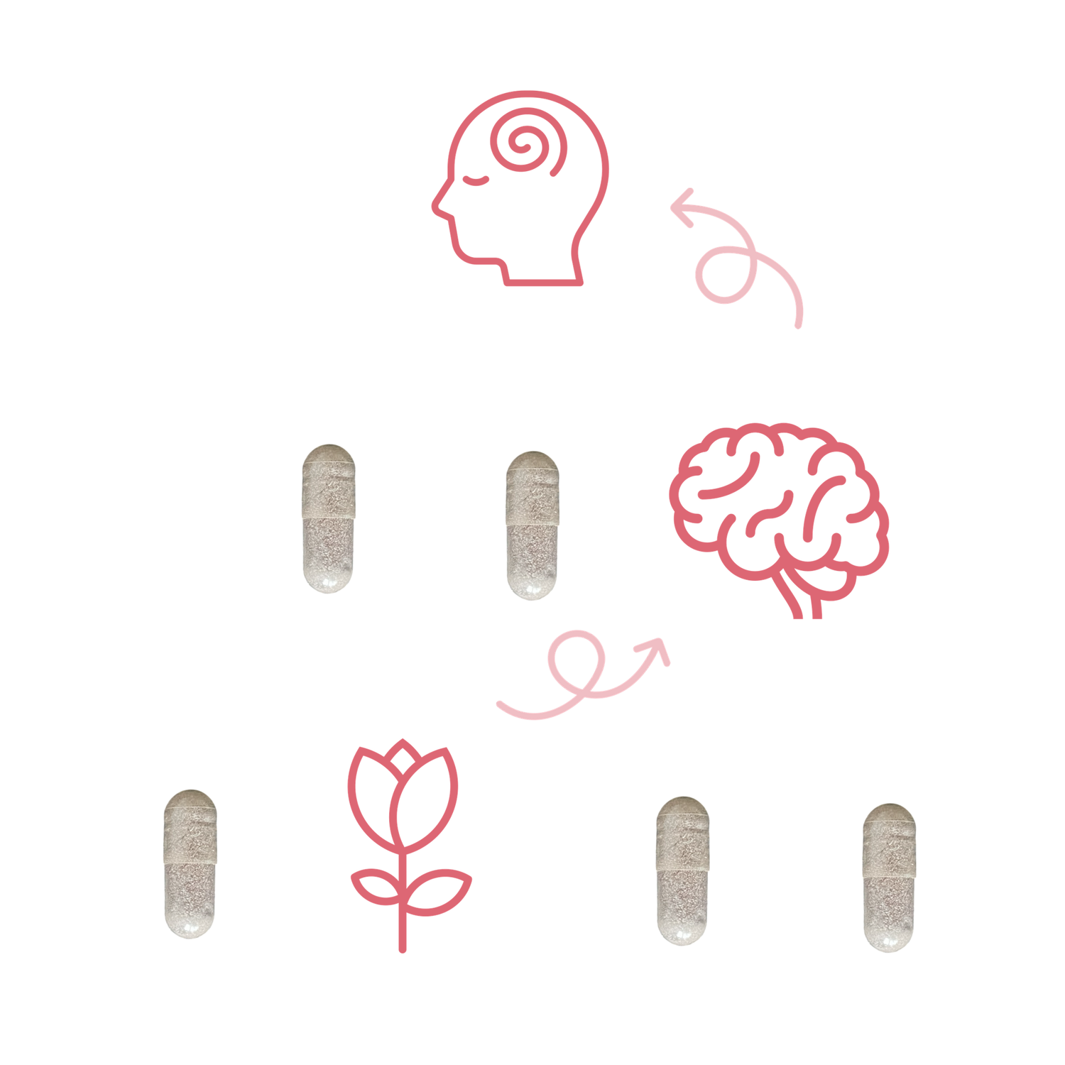 Nooroots approach to designing ashwagandha and rhodiola rosea nootropic supplement