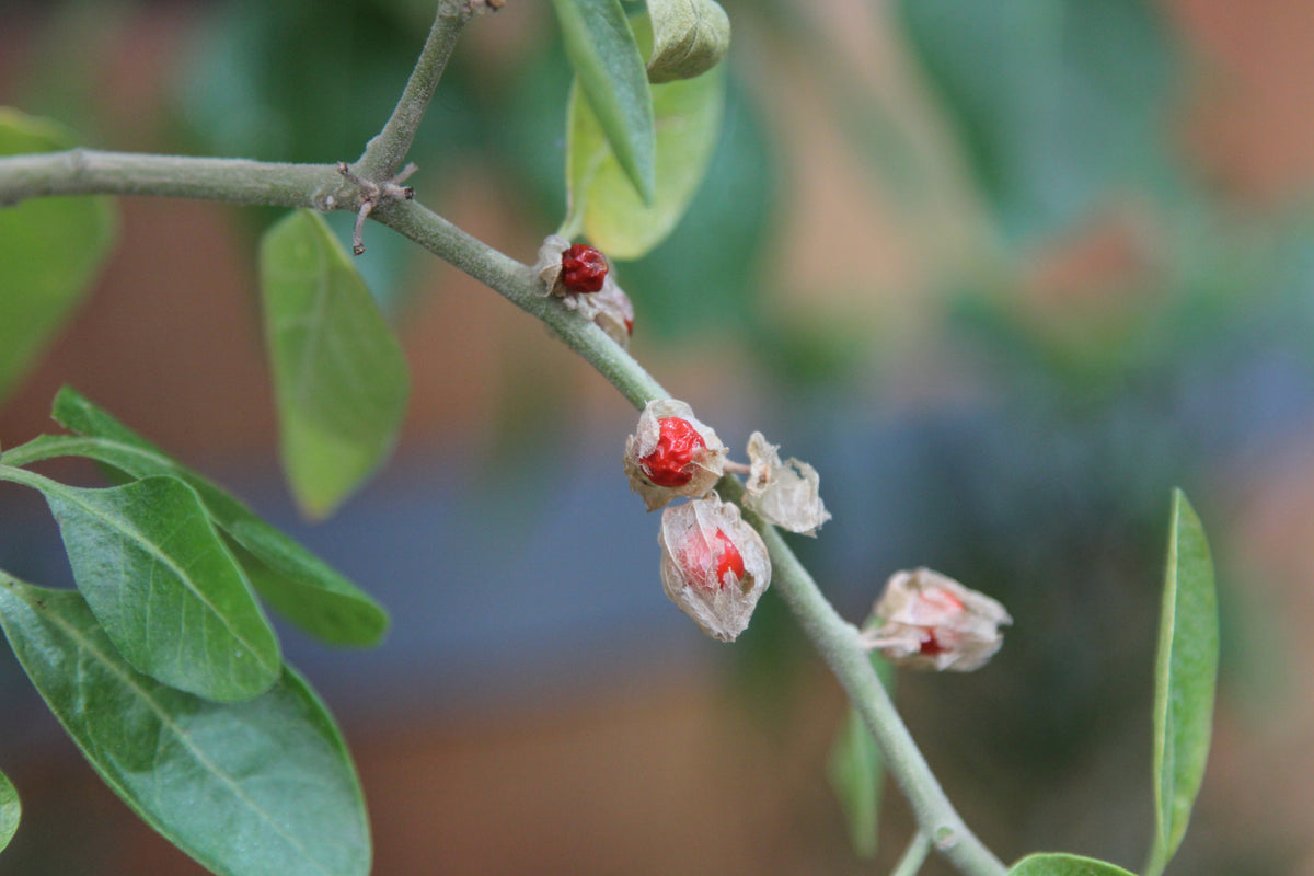 Ashwagandha berries ripening in their papery husks on the plant