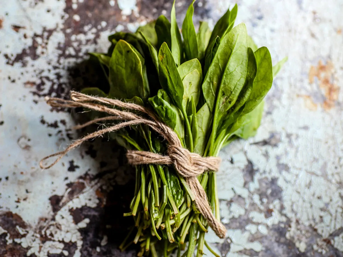 Bunch of fresh spinach tied with string
