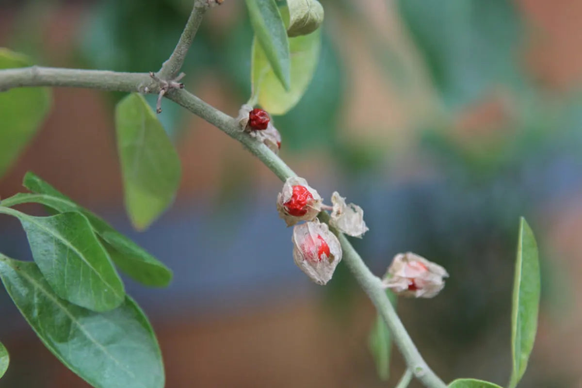 Ashwagandha plant with ripe red berries