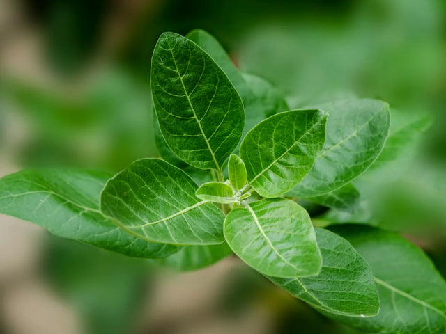 Ashwagandha plant with soft green leaves