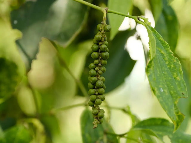 Green peppercorns growing on the vine