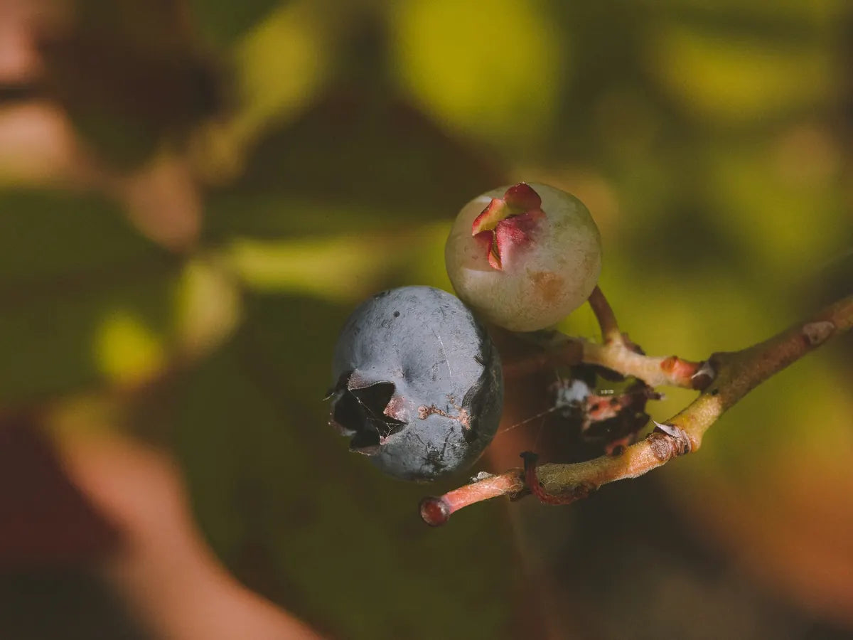 Blueberries ripening on the branch