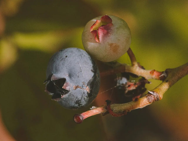 Close-up of a ripe blueberry and an unripe one on the branch