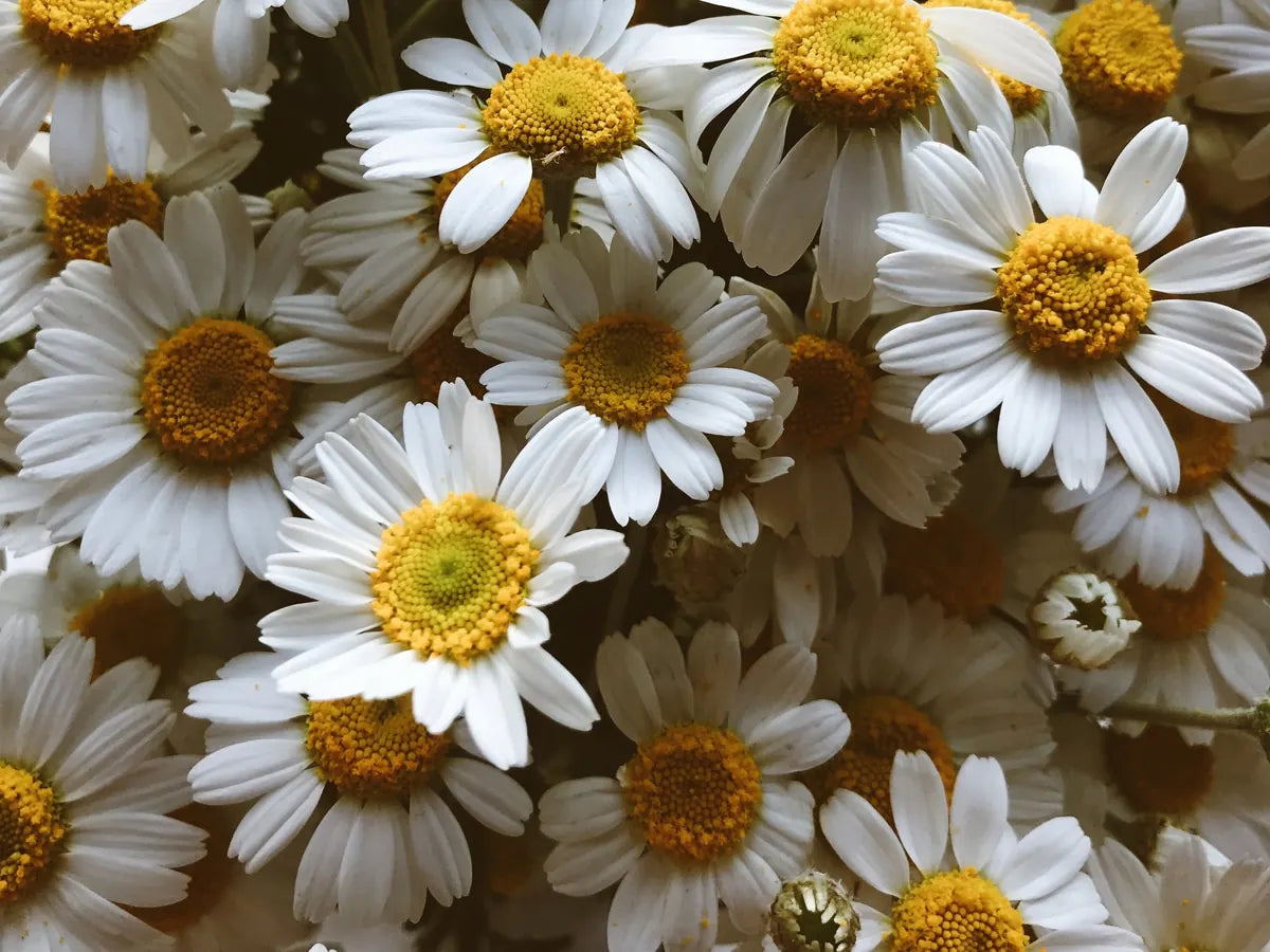 Chamomile flowers with white petals and yellow centres