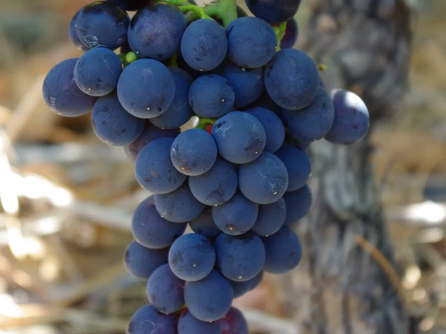 Bunch of dark red grapes on the vine