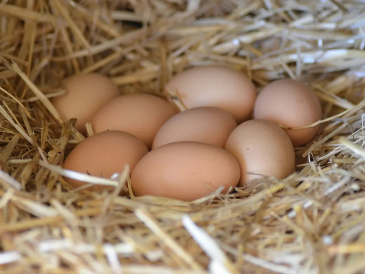 Brown eggs in a nest of straw