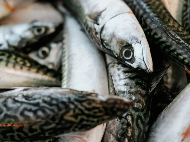 Pile of fresh whole mackerel