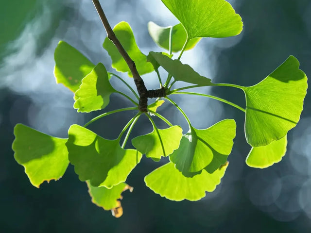 Fan-shaped ginkgo leaves on a branch