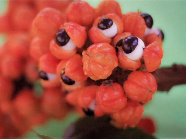 Guarana fruit split open to show black seeds in white flesh