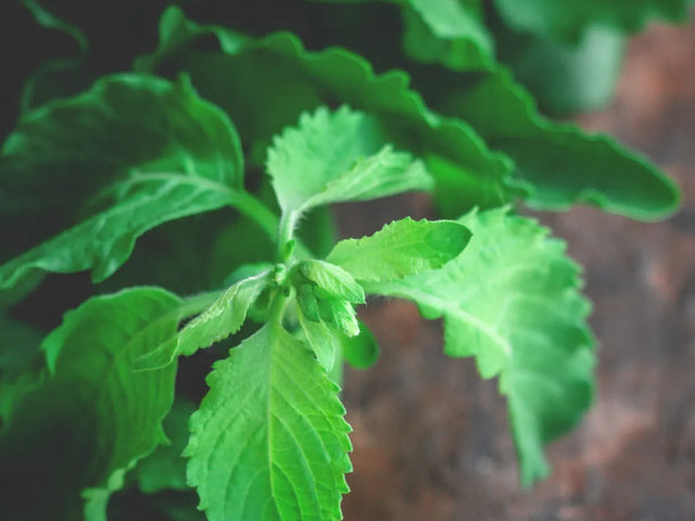 Fresh holy basil leaves on the plant