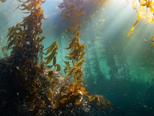 Kelp seaweed growing underwater with sunlight above