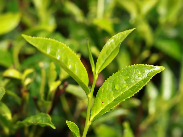 Fresh tea leaves growing on the bush
