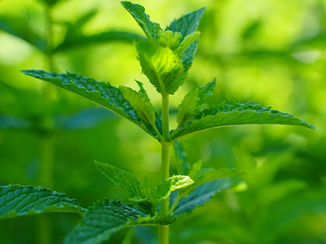 Lemon balm plant with bright green leaves