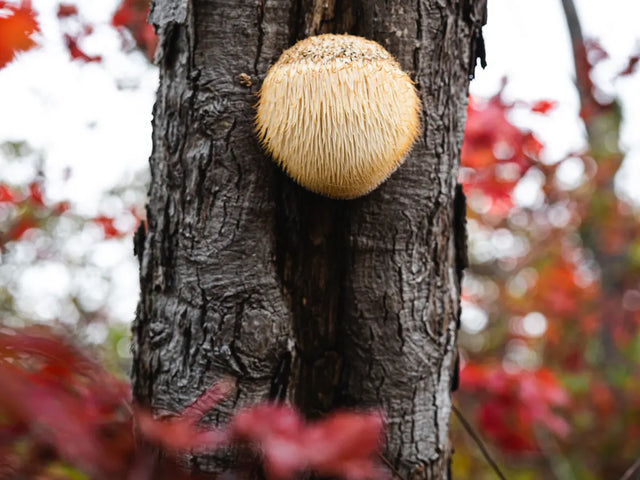 Lion's mane mushroom growing on a tree trunk