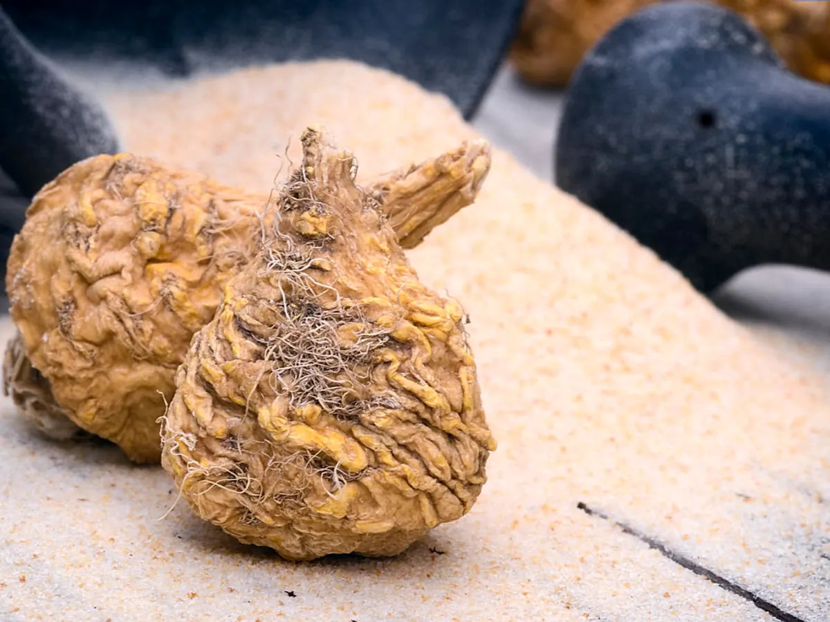 Two whole maca roots on a pale surface