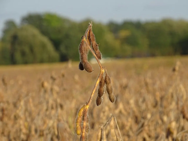 Dried soybean pods in a field