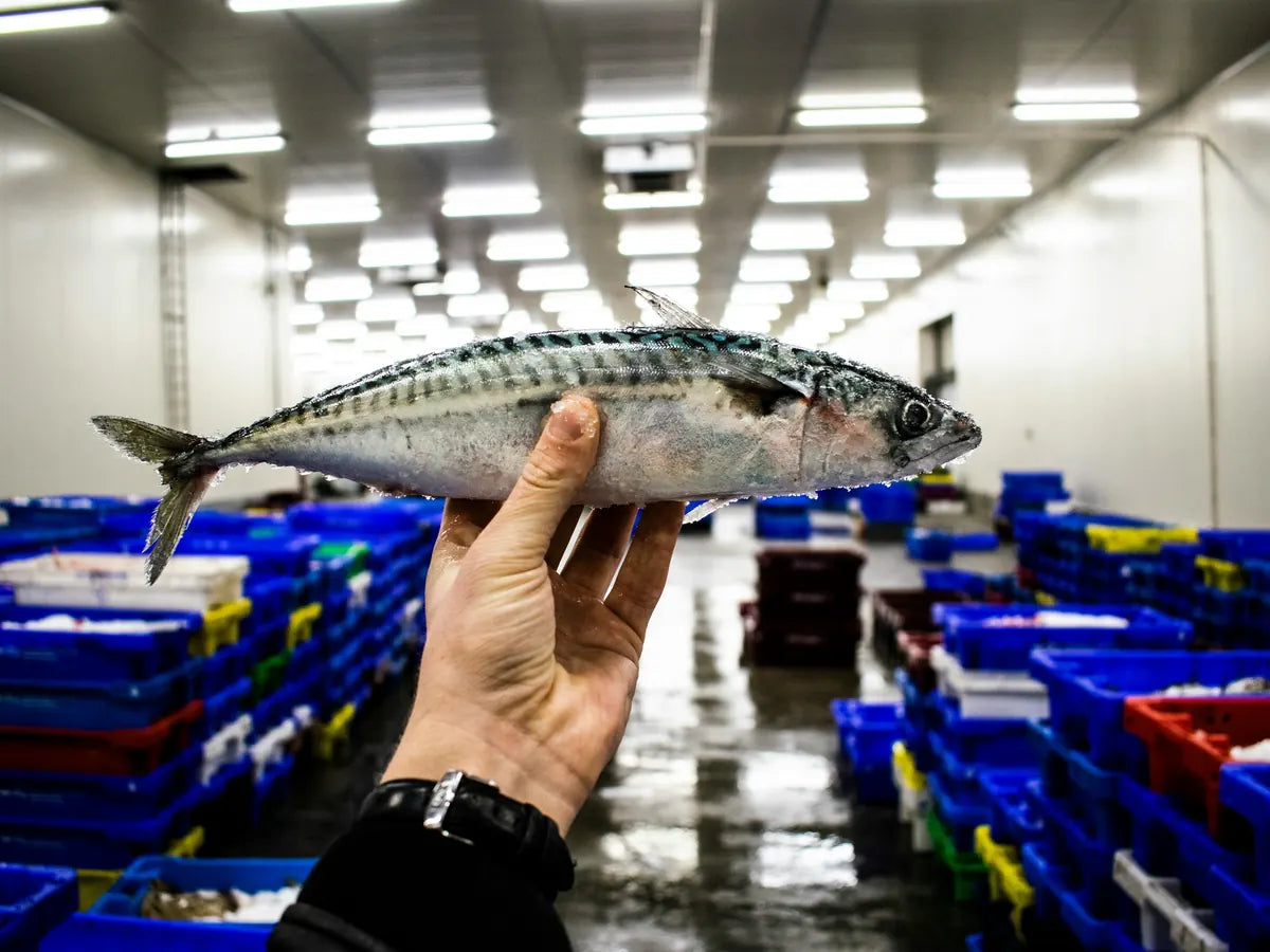 Fresh mackerel held up at a fish market