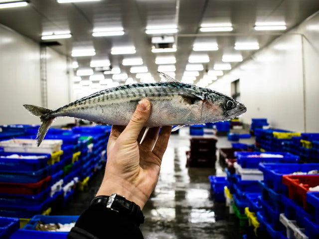 Fresh mackerel held up at a fish market
