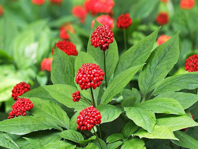 Panax ginseng plants with red berry clusters