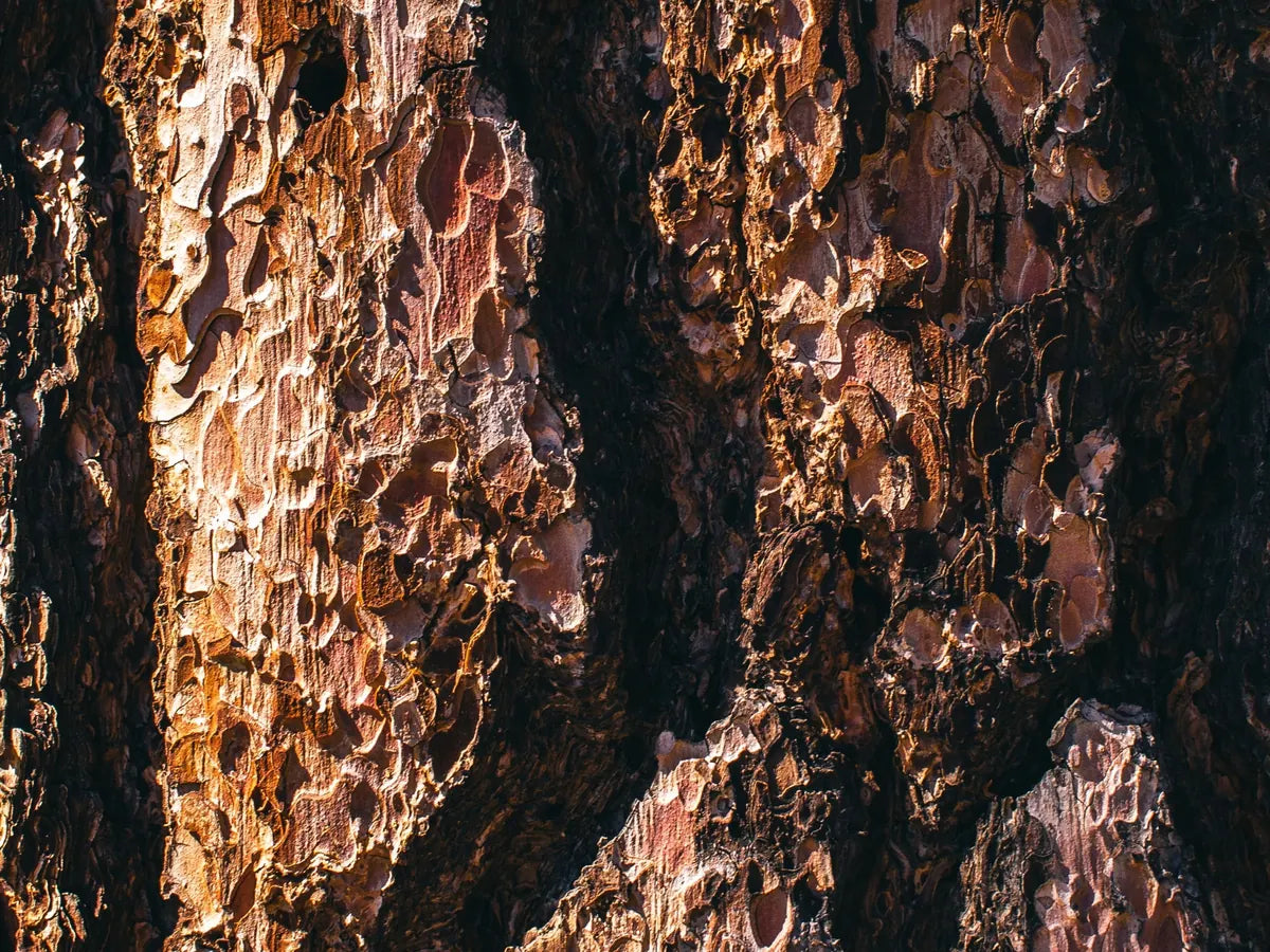 Close-up of rough pine tree bark