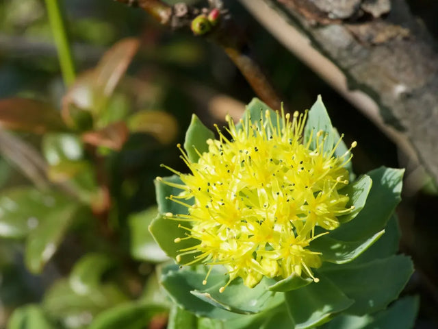 Rhodiola plant with a head of yellow flowers