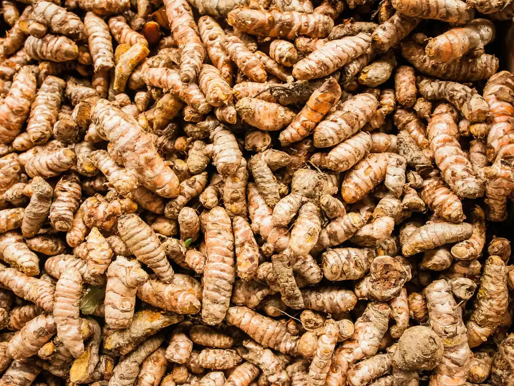 Pile of fresh turmeric roots