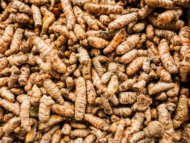 Pile of fresh turmeric roots