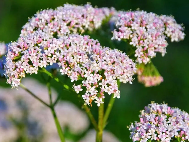 Pale pink valerian flowers