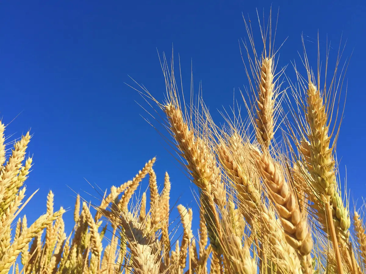 Ripe wheat ears against a blue sky