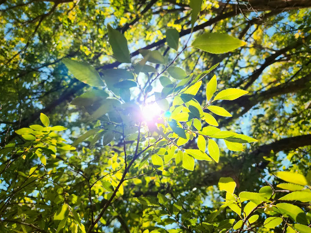 Sunlight shining through green tree leaves