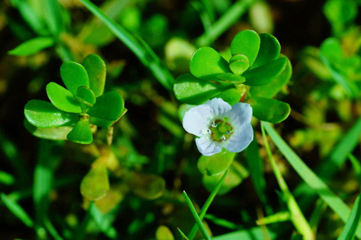 A pale blue-white bacopa flower among small round green leaves